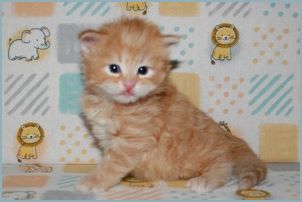 Male Siberian Kitten from Deedlebug Siberians